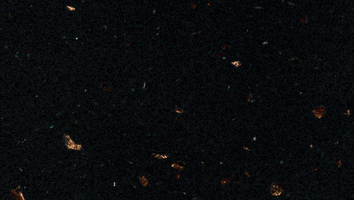 FB991 Ferio black